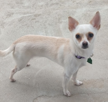 pets in need of homes