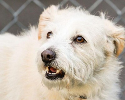 GoLocalWorcester | Worcester Art Museum Announces Cats-in ...