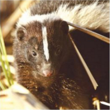 Golocalworcester Ecotarium To Host City Critters Movie Premiere Over Winter Vacation